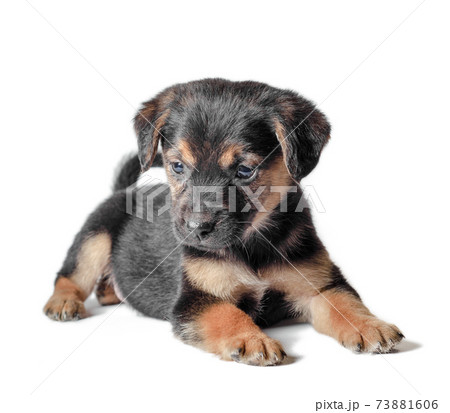 mongrel black and tan puppy lies on a white background 73881606