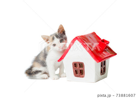 sad tricolor kitten near the toy house 73881607