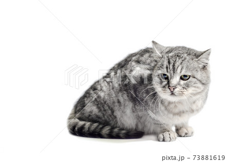 mongrel tabby cat sits on a white background mongrel tabby cat sits on a white background 73881619