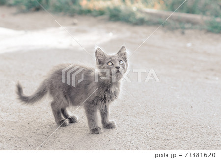 homeless fluffy gray kitten on the street homeless fluffy gray kitten on the street 73881620