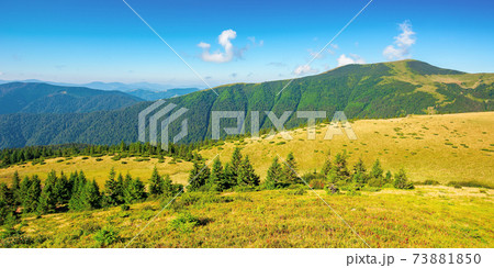 summer mountain landscape in the morning. fir trees on grassy meadows. distant hills beneath a blue sky with clouds. chornohora ridge wonderful travel destination of carpathians summer mountain landscape in the morning. fir trees on grassy meadows. distant hills beneath a blue sky with clouds. chornohora ridge wonderful travel destination of carpathians 73881850
