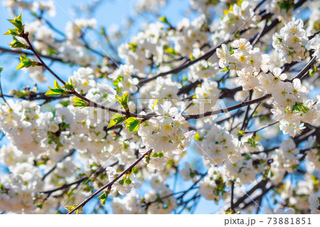 white apple blossom in morning sunlight. beautiful nature background in springtime. tender flowers on the branches in front of the blurry background of twigs and blue sky 73881851