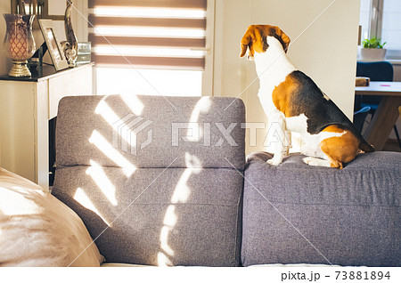 Beagle dog sit on the top of sofa in bright room 73881894