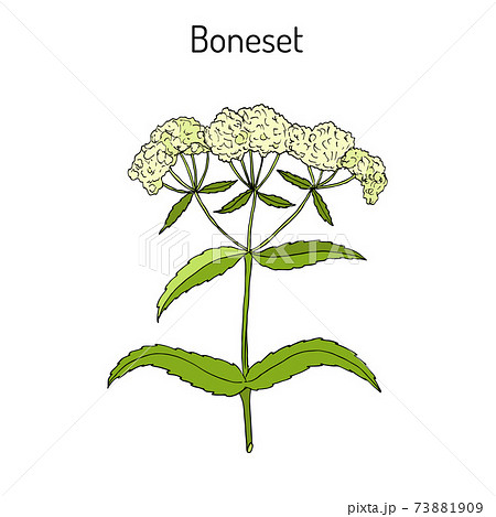 Boneset Eupatorium perfoliatum , or agueweed, feverwort, sweating-plant. 73881909