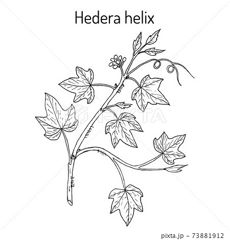 English Ivy Hedera Helix Ornamental And のイラスト素材