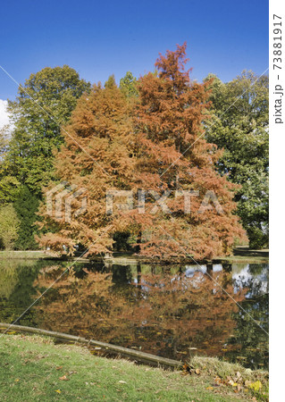 autumn tree imirroring in a pond 73881917