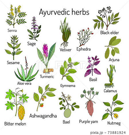 Ayurvedic herbs, natural botanical set Ayurvedic herbs, natural botanical set 73881924