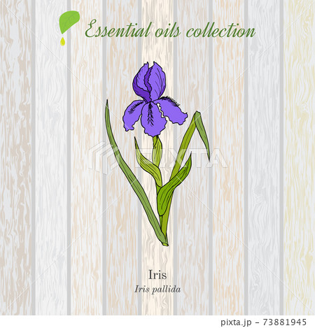 Pure essential oil collection, iris. Wooden texture background Pure essential oil collection, iris. Wooden texture background 73881945