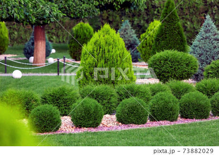 Landscape bed of garden with row growth arborvitae bushes by natural rock mulch way on a day spring yard details with green lawn and trees, nobody. 73882029