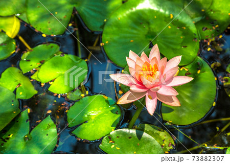 Pink lotus flower 73882307