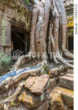 Ta Prohm temple in Angkor Wat Ta Prohm temple in Angkor Wat 73882322