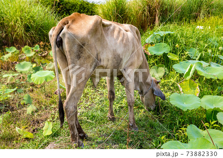 Asian cow in Cambodia Asian cow in Cambodia 73882330