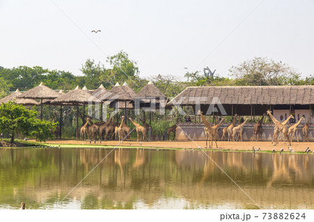 Giraffe in Zoo in Bangkok 73882624