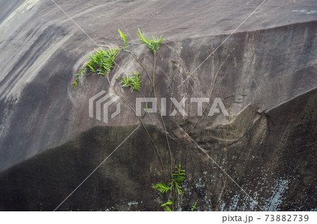 The plant grows to a stone wall. Life makes its way through the stone wall. Green plant broke through the stone wall The plant grows to a stone wall. Life makes its way through the stone wall. Green plant broke through the stone wall 73882739