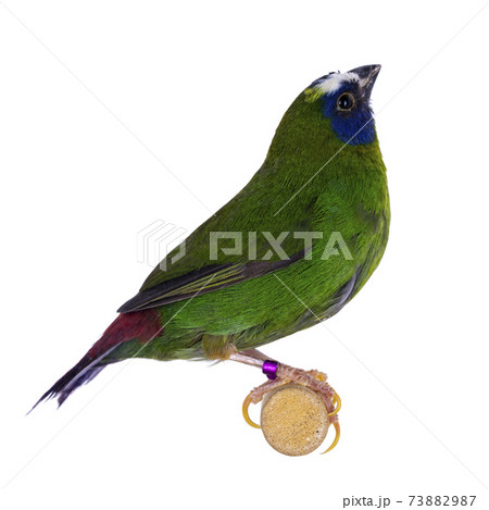 Blue-faced parrotfinch on white background 73882987