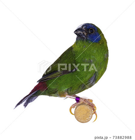Blue-faced parrotfinch on white background 73882988
