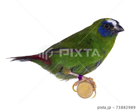 Blue-faced parrotfinch on white background 73882989