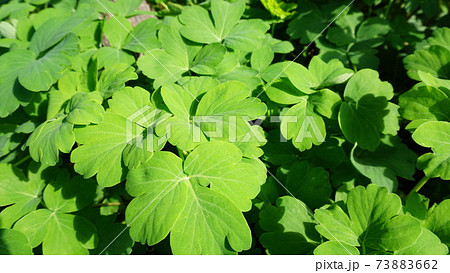 漢方薬の原材料　長命草 73883662