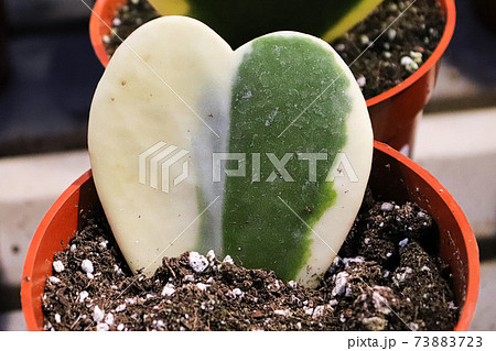 Closeup of a variegated heart hoya plant Closeup of a variegated heart hoya plant 73883723