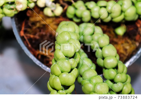 Closeup of rope leaves on a dragon jade hoya 73883724