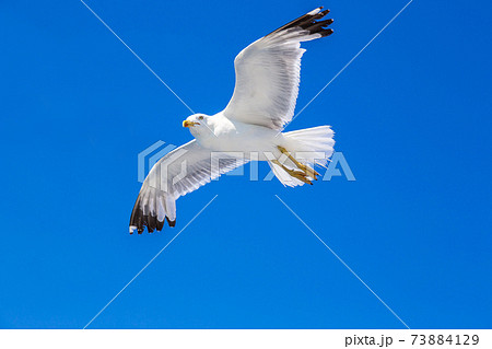 Big seagull in sky 73884129