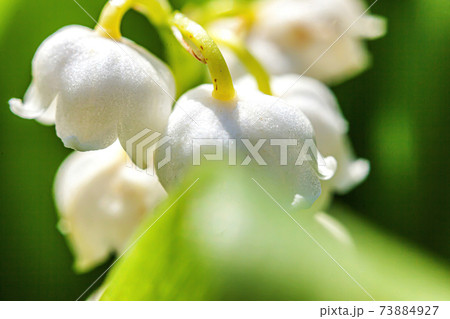 Flowers beautiful smell lily of the valley or may-lily under soft sunlight. Inspirational natural floral blooming garden or park. Garden in spring or summer. Blooming ecology nature concept. Flowers beautiful smell lily of the valley or may-lily under soft sunlight. Inspirational natural floral blooming garden or park. Garden in spring or summer. Blooming ecology nature concept. 73884927