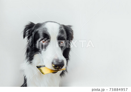 Cute puppy dog border collie holding gold bank credit card in mouth isolated on white background. Little dog with puppy eyes funny face waiting online sale, Shopping investment banking finance concept 73884957