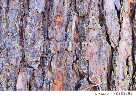 アカマツ 木肌 幹 アカマツ 木肌 幹 73885295