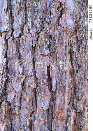 アカマツ 木肌 幹 アカマツ 木肌 幹 73885296