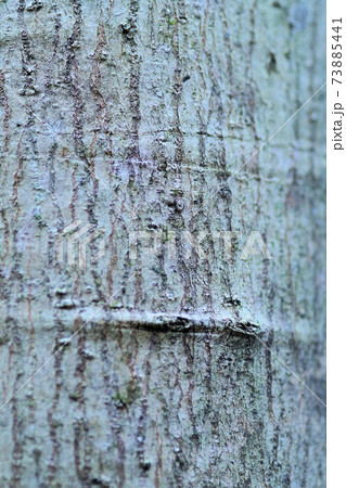 タムシバ 木肌 幹 タムシバ 木肌 幹 73885441