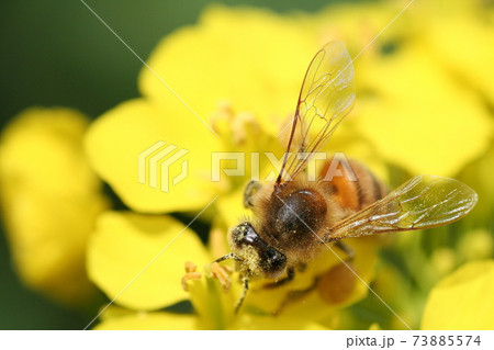 みつばち ミツバチ 菜の花 蜜蜂 サンフラワー 黄色 花 花粉 の写真素材