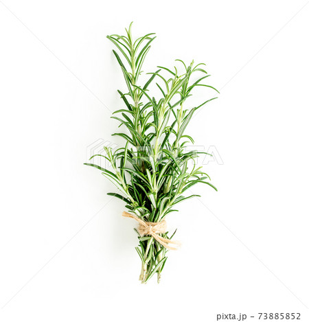 Green bundle of rosemary isolated on a white background. Herbs. Flat lay. Top view 73885852
