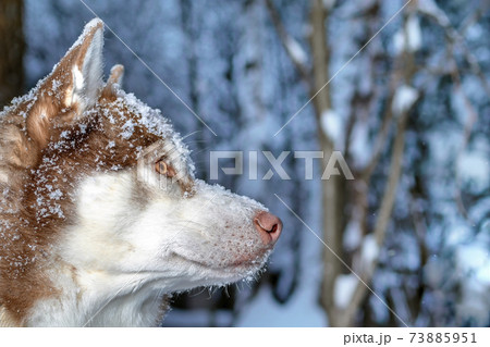 Portrait red Siberian husky dog lying on the snow in winter forest 73885951