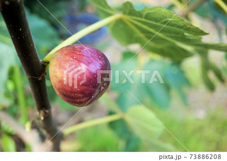 イチジク ドーフィン イチジク ドーフィン 73886208