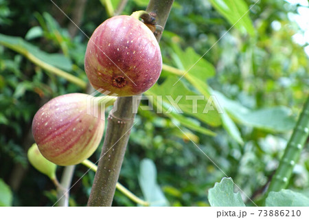 イチジク ドーフィン イチジク ドーフィン 73886210