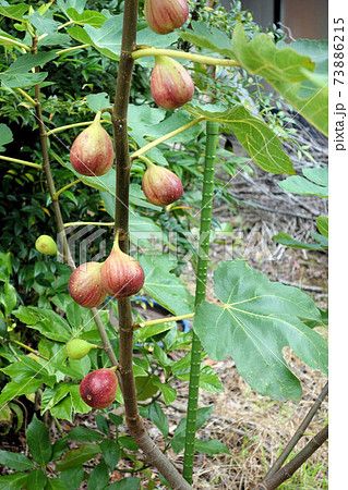 イチジク ドーフィン イチジク ドーフィン 73886215