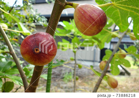 イチジク ドーフィン イチジク ドーフィン 73886218