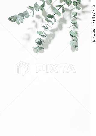 ユーカリ 爽やかな植物の白背景素材の写真素材