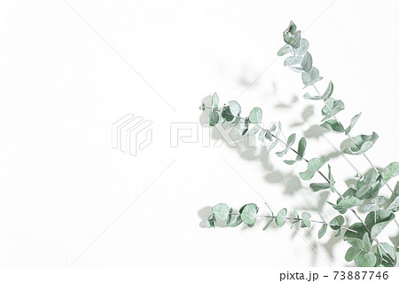 ユーカリ 爽やかな植物の白背景素材の写真素材