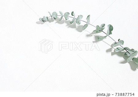 ユーカリ 爽やかな植物の白背景素材の写真素材 73887754 Pixta