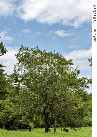 兵庫県三田市、有馬富士公園の夏景色 73887934