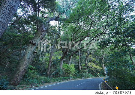 真鶴半島　お林　樹海 73887973