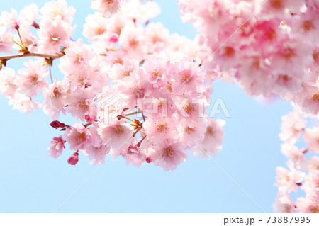 喜多方　日中線　ベニシダレザクラ 73887995