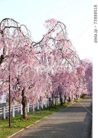 喜多方　日中線　しだれ桜並木 73888016