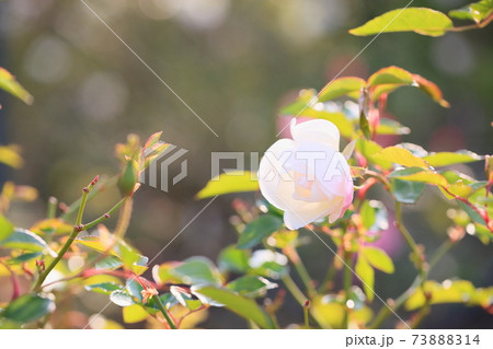 バラの花 シュネービッチェン バラの花 シュネービッチェン 73888314