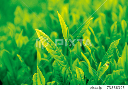 新茶シーズンの茶畑 73888393