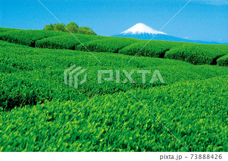 新茶シーズンの茶畑 73888426