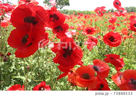 ポピー 73888533