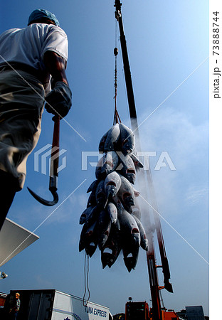 冷凍されたマグロを船から荷下ろし 73888744