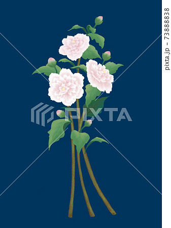 八重の木槿 73888838